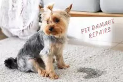 Pet Damage Repairs